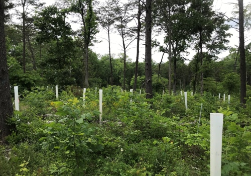 Sustainable Practices for Environmental Conservation in Herndon, VA